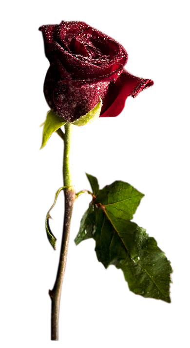 BON LUNDI A TOUS